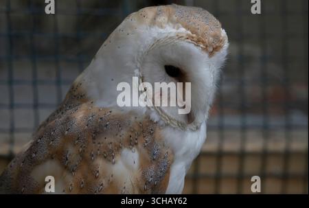 Il Gufo del fienile (Tyto alba). La specie di gufo più diffusa al mondo. Foto Stock