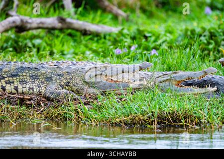 Diversi grandi coccodrilli del Nilo (Crocodylus niloticus) si crogiolano sulla riva del fiume Victoria Nile. Murchison Falls National Park, Uganda, Africa. Foto Stock