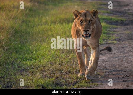 Il leone femminile (Panthera leo) passeggia alla luce del mattino presto sulla prateria della piana di Kilala nel Parco Nazionale di Akagera in Ruanda Foto Stock