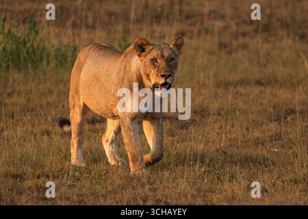 Il leone femminile (Panthera leo) passeggia alla luce del mattino presto sulla prateria della piana di Kilala nel Parco Nazionale di Akagera in Ruanda Foto Stock