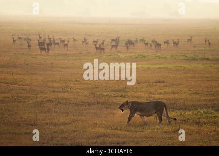 Leone femmina (Panthera leo) che pedinava preda sulla piana di Kilala nel Parco Nazionale di Akagera, Ruanda Foto Stock