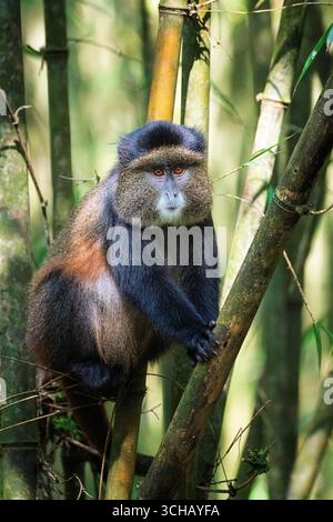 Ritratto di una scimmia dorata (Cercopithecus kandti) nel Parco Nazionale dei Vulcani in Ruanda Foto Stock