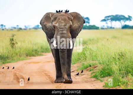 Un elefante africano adulto (Loxodonta africana) che cammina su una strada del parco, con Piapiacs sulle spalle. Murchison Falls National Park, Uganda, Africa. Foto Stock