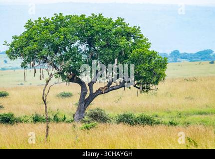 Il comportamento insolito dei leoni arrampicanti sugli alberi (Panthera leo) che riposano su un grande albero. Murchison Falls National Park, Uganda, Africa. Foto Stock