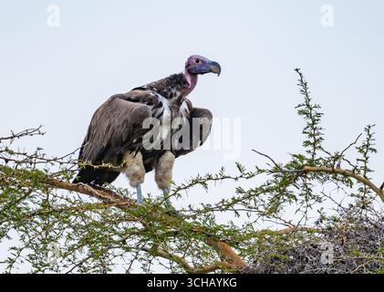 Un avvoltoio con il volto di un appeto (Torgos tracheliotos) arroccato su un ramo. Pian UPE Game Reserve, Uganda, Africa. Foto Stock