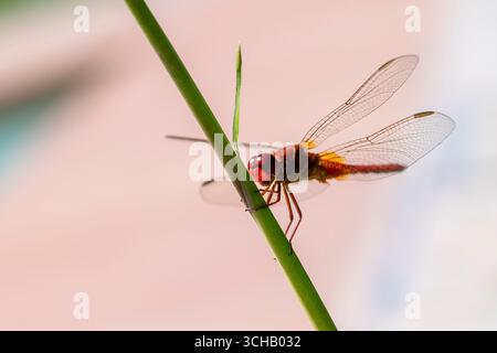 Una libellula rossa è atterrata su un tiro di bambù Foto Stock