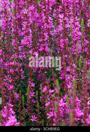 Primo piano dei fiori rosa profondi della fioritura estiva perenne del giardino lithrum virgatum dropmore viola. Foto Stock
