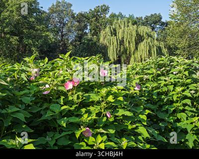 Fiori di ibisco rosa in piena fioritura con grandi foglie verdi e un salice piangente sullo sfondo. Foto Stock