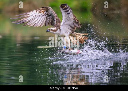 Falco pescato che decolla da uno stagno di un allevamento di trote, afferrando un pesce nei suoi taloni, che ha appena catturato. Trota potrebbe essere già morta. Rutland Foto Stock