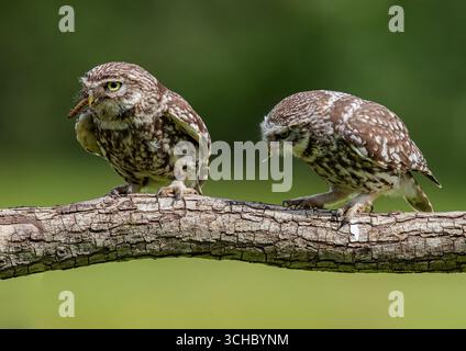 Due adorabili gufi (Athene noctua) che mostrano il loro amore con un'offerta di cibo e corteggiamento , catturando un momento tenero . Kent Regno Unito Foto Stock
