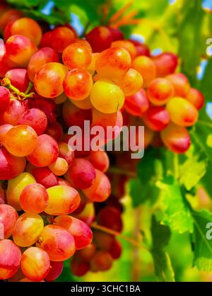Vivaci grappoli di uva fresca: Straordinaria fotografia di frutta in primo piano perfetta per pubblicità, marketing, progettazione di siti Web, arti culinarie, contenuti di social media, e promozioni dedicate alla salute Foto Stock