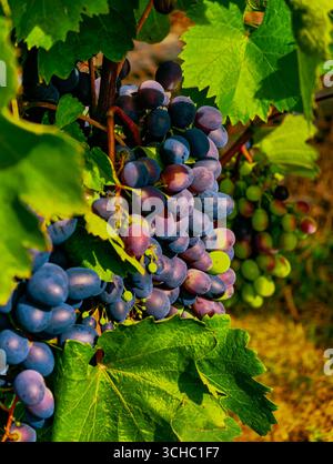 Sfondo vivace con uve organiche. Primo piano su un'incredibile vigna per le arti culinarie, la vita sana, il marketing di alimenti freschi, le promozioni digitali e la grafica di alta qualità nella pubblicità e nei social media. Foto Stock