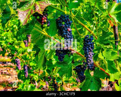 Fotografia Vibrant Organic Grapes: Primo piano di vigneti mozzafiato per le arti culinarie, la vita sana, il marketing di alimenti freschi, le promozioni digitali e la grafica di alta qualità nella pubblicità e nei social media. Foto Stock