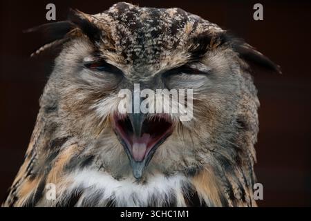 L'aquila eurasiatica (bubo bubo), una specie di aquila-gufo, un tipo di uccello che risiede in gran parte dell'Eurasia. Foto Stock