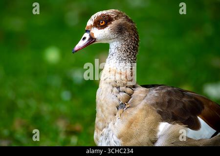 L'oca egiziana (Alopochen aegyptiaca). Un membro africano della famiglia Anatidae di anatre, oche e cigni. Foto Stock
