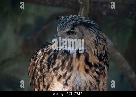 L'aquila eurasiatica (bubo bubo), una specie di aquila-gufo, un tipo di uccello che risiede in gran parte dell'Eurasia. Foto Stock