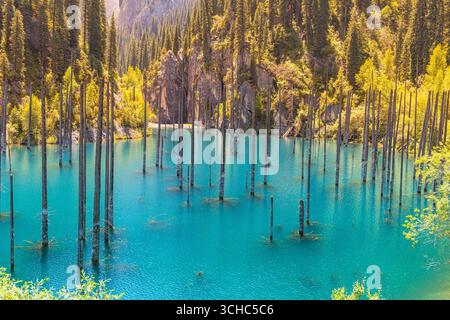 Le acque turchesi illuminate dal sole del lago Kaindy con tronchi d'albero morti sommersi in una soleggiata giornata estiva in Kazakistan Foto Stock