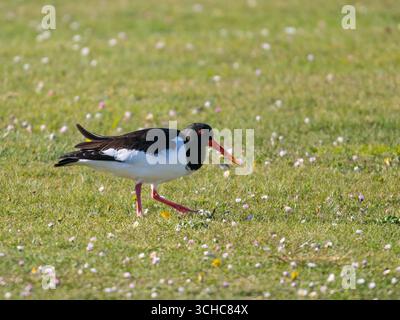 Un oystercatcher eurasiatico (Haematopus ostralegus), che si nutre su un campo erboso. Foto Stock