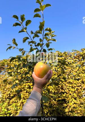 Primo piano del bambino che tiene in mano una mela, un albero sullo sfondo nel giardino Foto Stock