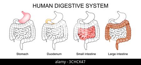 Apparato digerente umano. Stomaco, intestino crasso, intestino tenue e duodeno. Poster vettoriale dettagliato Illustrazione Vettoriale