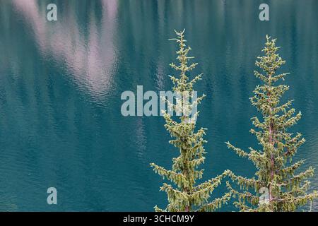 Due pini che crescono vicino a un lago calmo con acqua turchese che riflette la natura circostante Foto Stock