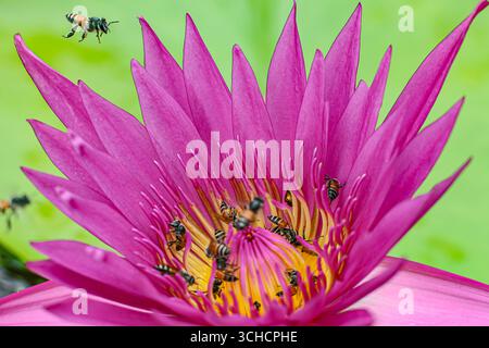 Le api volano nel fiore di loto rosa per l'impollinazione, simbolo della biodiversità tropicale e dell'equilibrio naturale. Foto Stock