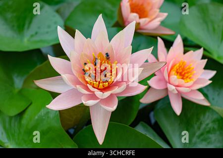 Fiori di loto arancio-rosa con api che raccolgono polline, simboleggiando la biodiversità tropicale e l'armonia naturale. Foto Stock