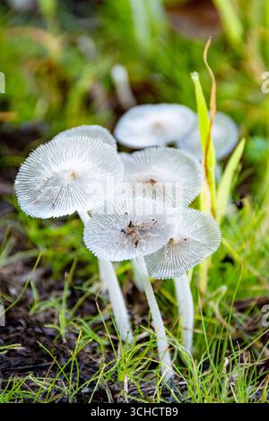 Delicati funghi a pieghe d'inchiostro germogliano nell'erba della contea di Waukesha, Wisconsin, a seguito di una pioggia estiva. Foto Stock