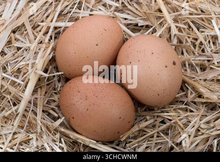 Tre uova di pollo marroni su paglia secca nel nido. Foto Stock