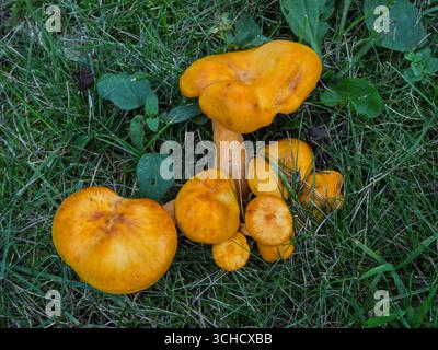 Vista dall'alto verso il basso di un piccolo gruppo di falsi funghi canterelle, o Hygrophoropsis aurantiaca. Foto Stock