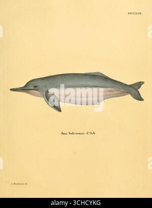 Illustrazione storica del delfino fluviale boliviano (Inia boliviensis), placca CCCLXXII, da Die Säugthiere in Abbildungen nach der Natur (i mammiferi nelle illustrazioni dalla natura), circa 1846. Foto Stock