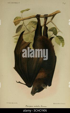 Illustrazione della piastra i della volpe volante dell'isola di Natale (Pteropus natalis), una grande specie di pipistrello da frutta, da Una monografia dell'isola di Natale (Oceano Indiano) di Charles William Andrews. Londra, 1900. Foto Stock