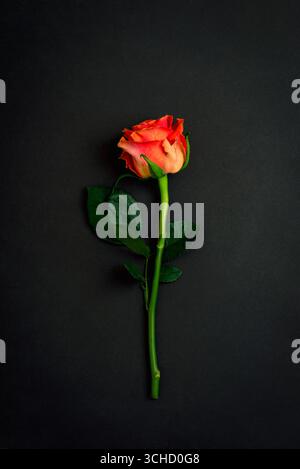 Fiore di rosa arancione su sfondo nero. Vista dall'alto, disposizione piatta. Foto Stock