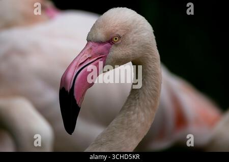 Il fenicottero maggiore (Phoenicopterus roseus) è la specie più diffusa e più grande della famiglia dei fenicotteri. Foto Stock
