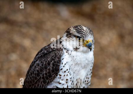 Un Gyr-Saker Falcon, un ibrido tra un Gyrfalcon (Falco rusticolus) e un Saker Falcon (Falco cherrug). Foto Stock