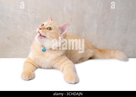 Foto in studio di un giovane gatto arancione accovacciato mentre guarda qualcosa sopra la testa su sfondo bianco. Foto Stock