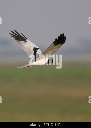 Pied Harrier (Circus melanoleucos) - uomo adulto in volo - Lago Moyingyi, Myanmar meridionale (marzo) Foto Stock