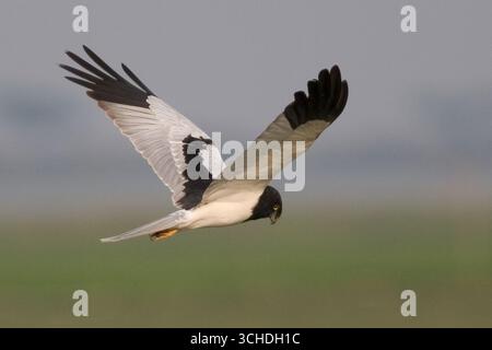 Pied Harrier (Circus melanoleucos) - uomo adulto in volo - Lago Moyingyi, Myanmar meridionale (marzo) Foto Stock
