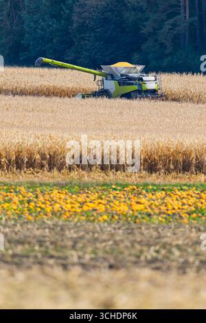 Moderna mietitrebbia che lavora su un campo di grano con un campo di zucca sullo sfondo durante il tempo di raccolta Foto Stock