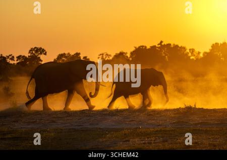 Due elefanti africani appaiono nella polvere e nella retroilluminazione come sagome contro il sole al tramonto: Moremi Game Reserve, Botswana, Africa meridionale. Foto Stock