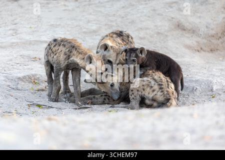 Quattro iene maculate di diverse dimensioni si sono riunite nella sabbia di fronte a una tana: Moremi Game Reserve, Botswana, Sud Africa. Foto Stock
