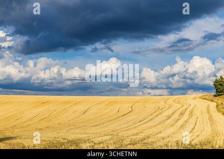Vasto campo di grano dorato che incontra le nuvole spettacolari in Provenza, Francia, creando un pittoresco paesaggio rurale Foto Stock