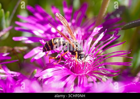 Italia, Lombardia, CartaWasp, Polistes Gallicus Gathering Pollen on Trailing Iceplant Flower Foto Stock