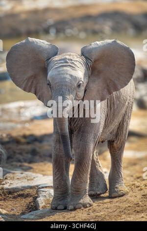 Cucciolo di elefante polpaccio che battono orecchie da vicino nel Parco Nazionale di Etosha, safari nella natura e safari in Namibia, Africa Foto Stock