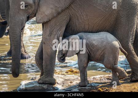 Ritratto del cucciolo di elefante e della madre nel parco nazionale di Etosha, safari nella natura e safari in Namibia, Africa Foto Stock