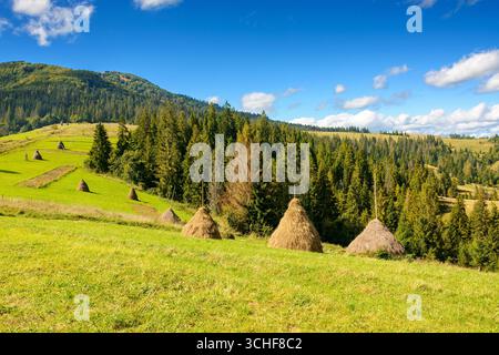 pagliaio sulla collina erbosa. paesaggio rurale con pascolo vicino alla foresta di conifere. splendida campagna sui carpazi in un pomeriggio soleggiato Foto Stock