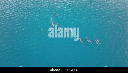 Drone aereo che cattura un branco di delfini balene che nuotano con grazia attraverso un oceano turchese cristallino, spettacolo naturale mozzafiato nelle giornate di sole. Sfondo di un viaggio nella natura selvaggia, vista dall'alto verso il basso Foto Stock