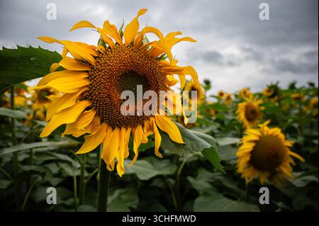 Primo piano di un vibrante girasole che fiorisce in un ampio campo sotto spettacolari nuvole di tempesta in Francia, mettendo in evidenza la bellezza naturale Foto Stock