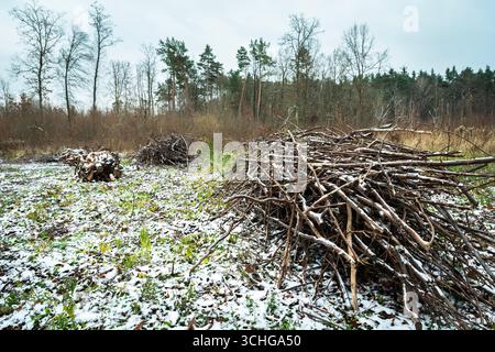 Un mucchio di rami che giacciono a terra nella foresta, una vista invernale, la Polonia orientale Foto Stock