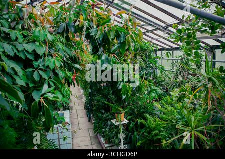piante da interno coltivate nel giardino botanico. messa a fuoco selettiva Foto Stock